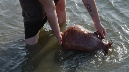 The Mikveh